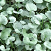 Dichondra Silver Falls