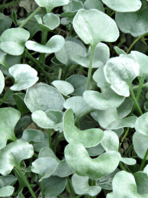 Dichondra Silver Falls