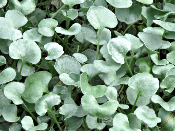 Dichondra Silver Falls